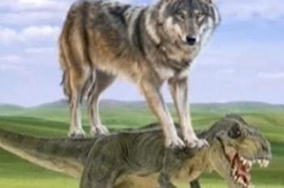 狼色在线视频免费播放,探索狼色在线视频免费播放的奥秘