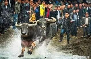 牛牛在线视频精品首见